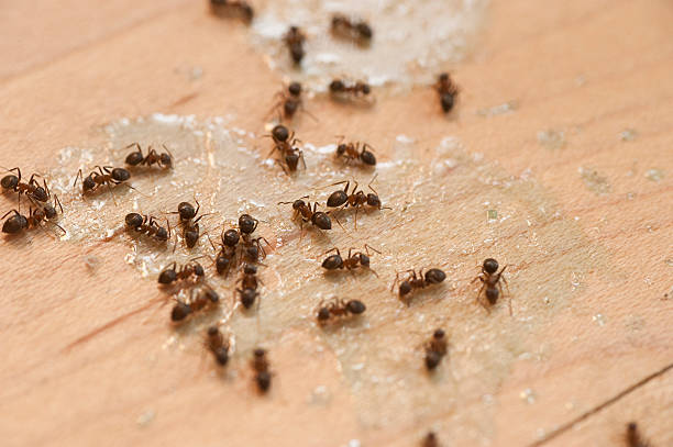 Best Bed Bug Extermination  in Bohemia, NY