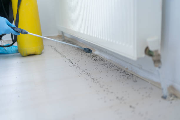 Best Rat Extermination Near Me  in Bohemia, NY